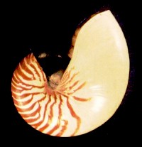 Nautilus pompilius