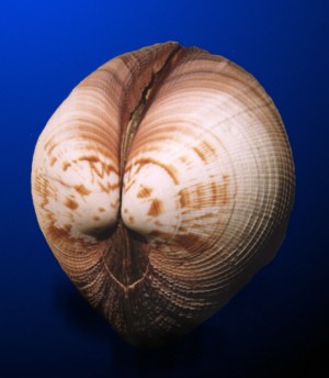 Venus maxima